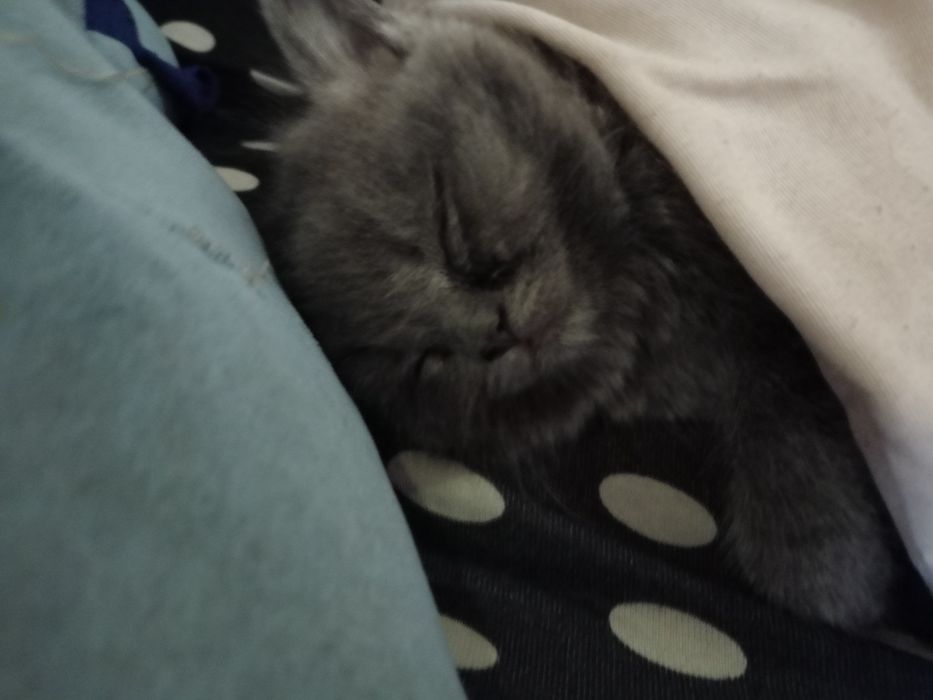 Котята британцев