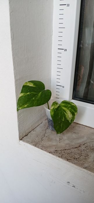 Дяволски бръшлян/епипремнум/ Цвете на парите