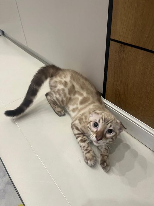 Бенгальский кот
