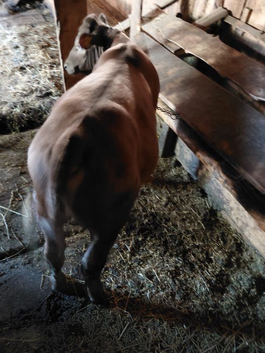 Vand vitel angus ,4 luni,pret 5500