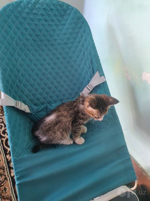 Mushukchalar   котята