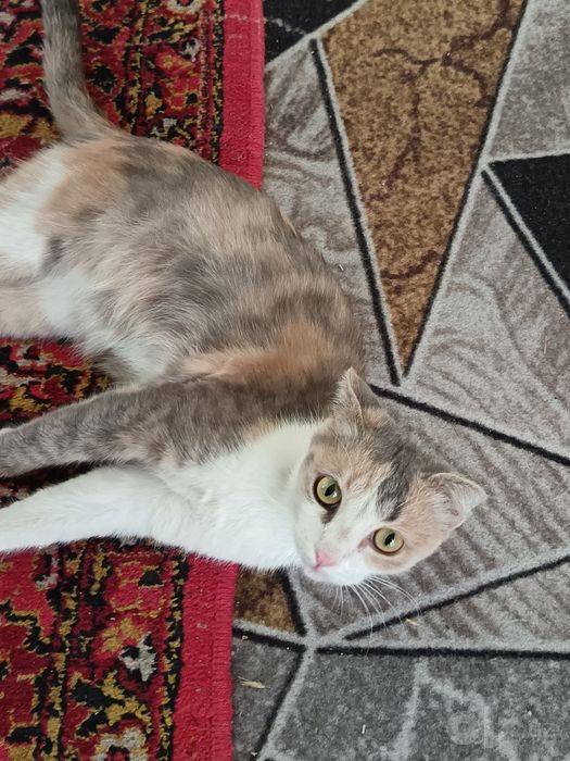 Пристраиваются котята в добрые руки