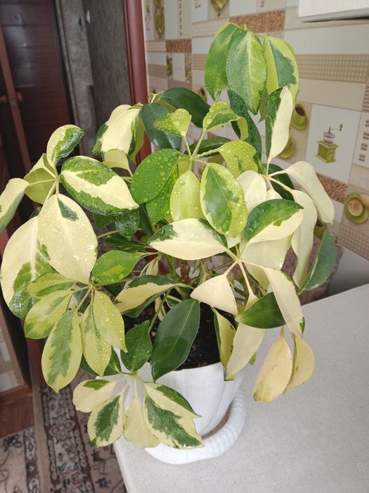 Шеффлеру цветок продам