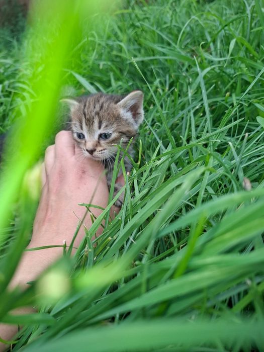 Продам бенгальских котят