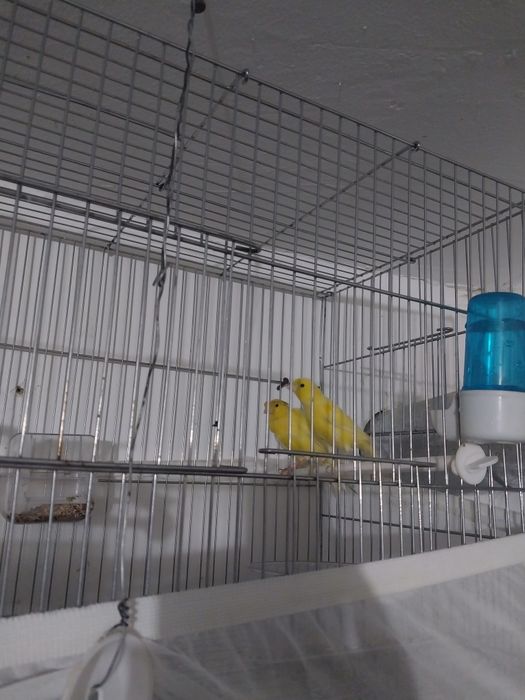 Продаётся канарейки