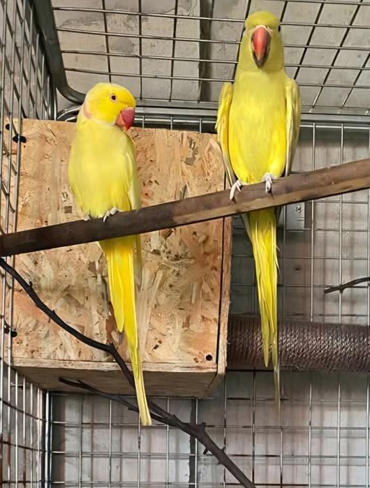 Papagali cantatori ,Nimfe,Micul si Marele Alexandru, Rossela, Agaponis