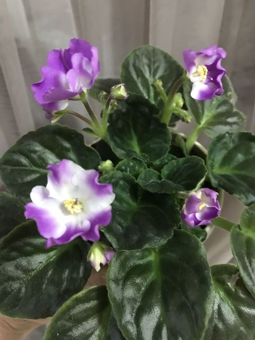 Продам комнатный цветок