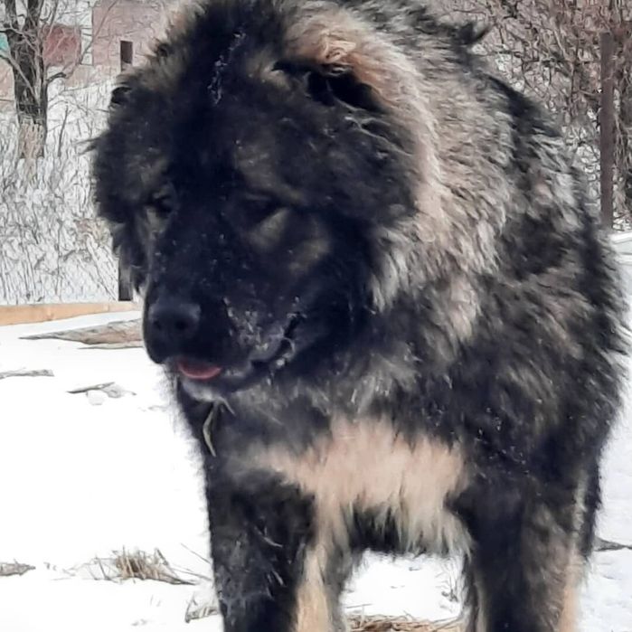 Кавказская овчарка продаётся щенки