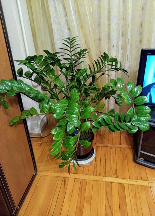 Продам цветок Замиоколкус