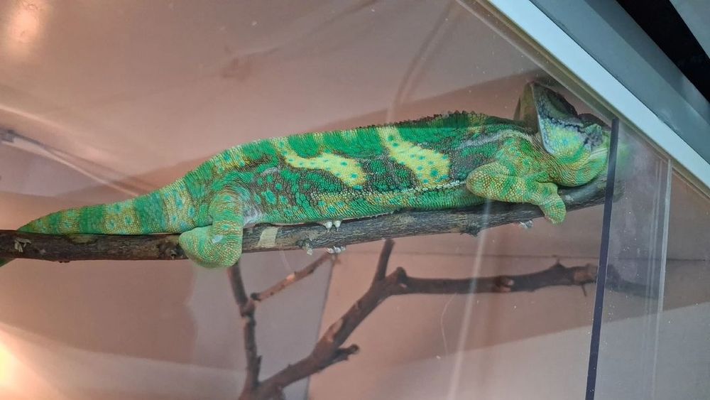 Agama cu barba cauta alta casa,cameleoni ,creveti neocardine