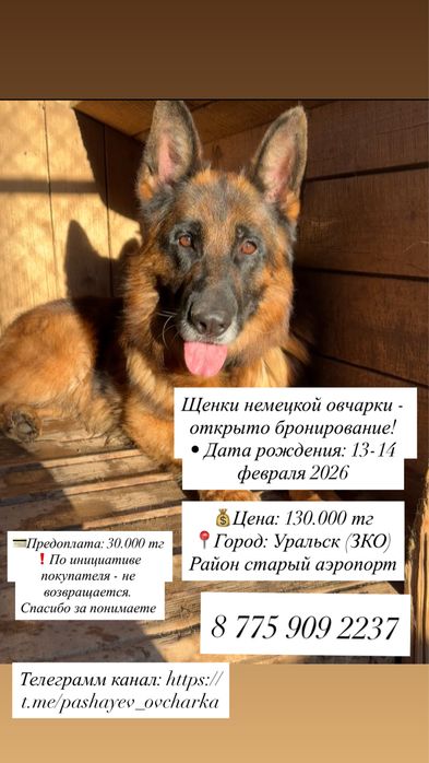 Щенки немецкой овчарки (бронирование)