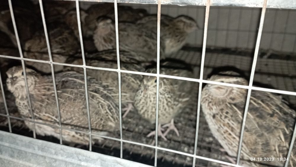 Bedana sotiladi 25000 mindan bowlanadi tuxumga endi kiradi