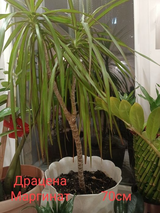 Продам комнатные цветы.Цена договорная...уточняем..