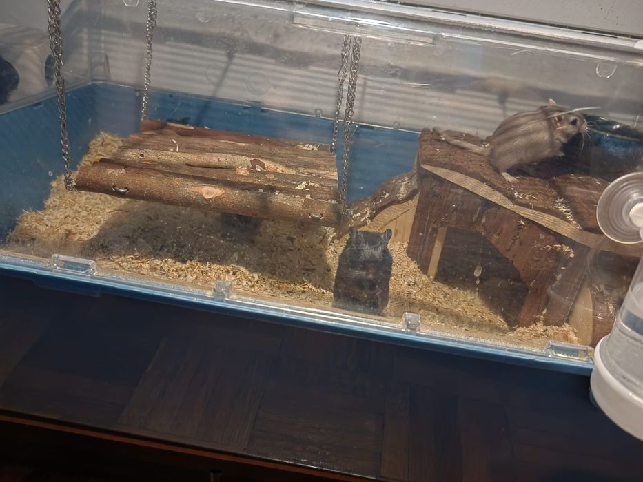 Vând cușcă rozătoare cu 4 gerbili femele