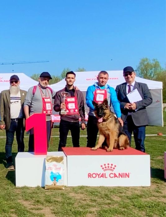 Mascul ciobanesc german