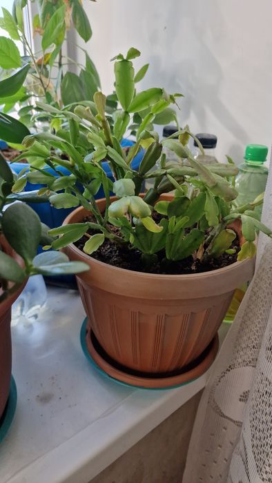 Продам декабрист