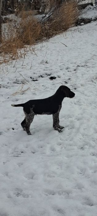 Дойч Дратхаар   щенок