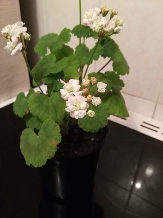 Герань,сансевиерия,бегония,колеус