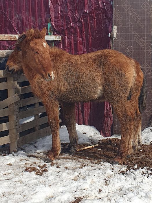 Жабағы сатылады.
