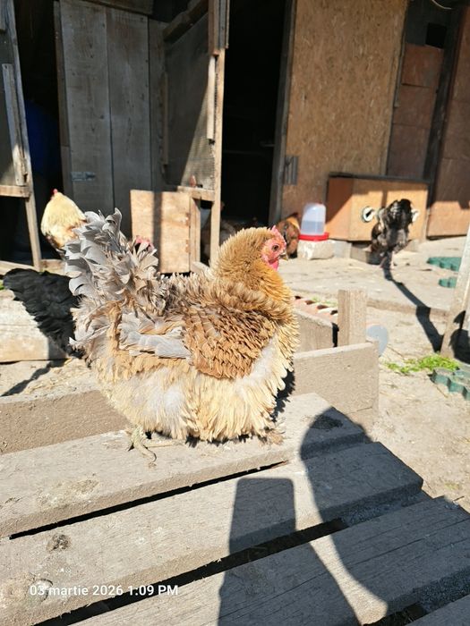 Vând oua de motata olandeza