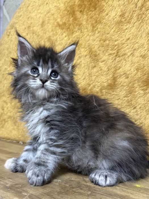 котята мейнкун из питомника
