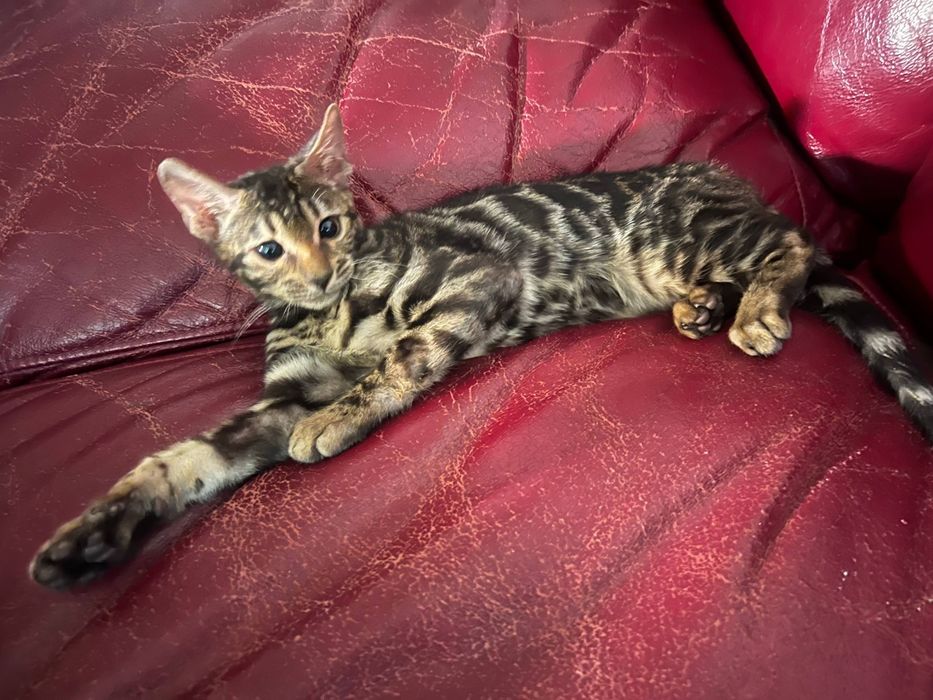 Чисто кровный бенгальский кот