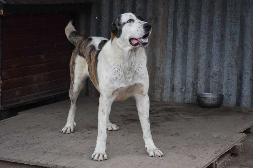 Кученце Алабай търси своя нов грижовен стопанин