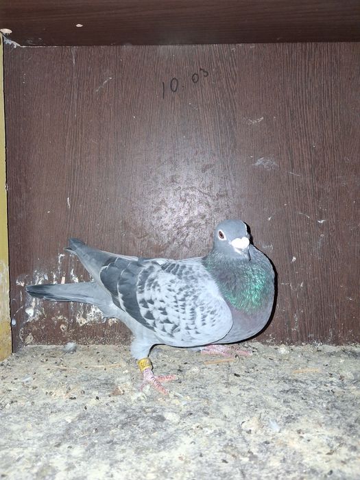 Porumbei cu pedigree