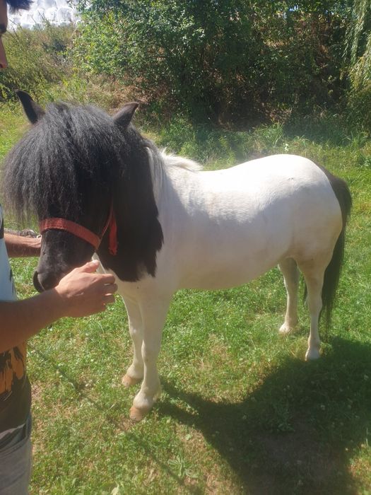 Vând Ponei ieste o iapă de 3 ani