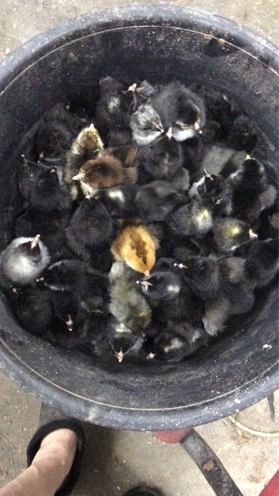 Продаю домашнию птицу и кроликов