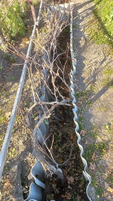 Дача " Сад Здоровье "