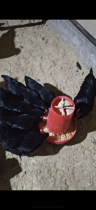 Avstralops Rumin joʻja | Toza qon | 7-10 kunlik vaksinalangankun

100