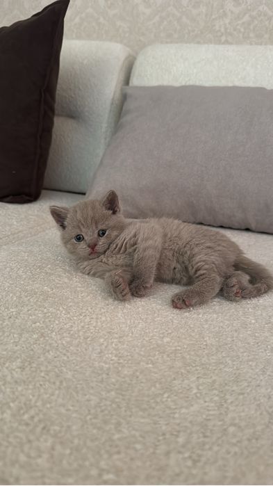 Британка котенок