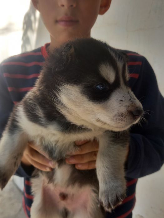 Продаются щенки породы Хаски.