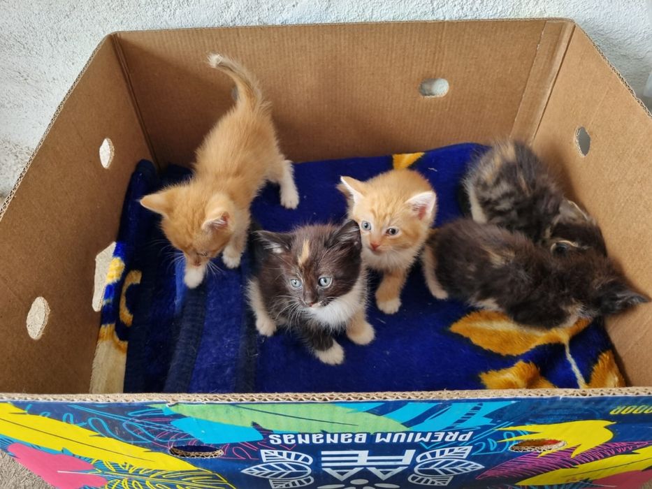 Котенок в добрые руки