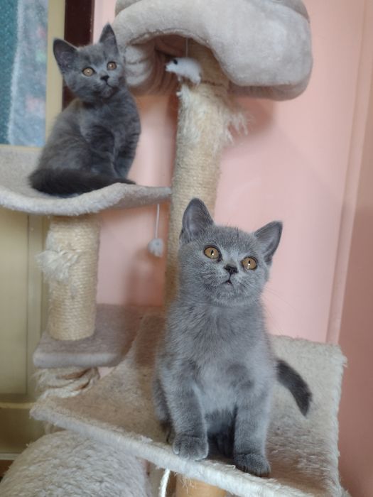 Най хубавия подарък .