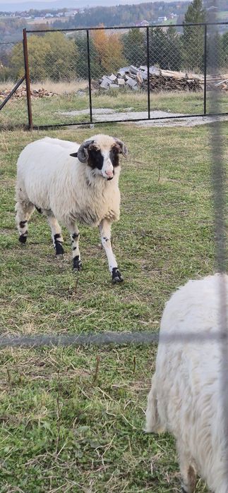 Vând berbecuț fătat din martie