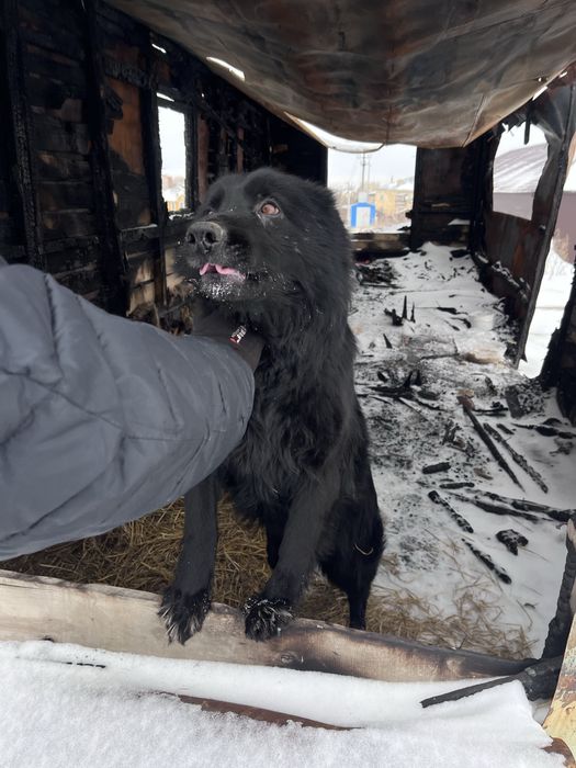 Собака,на пристройство