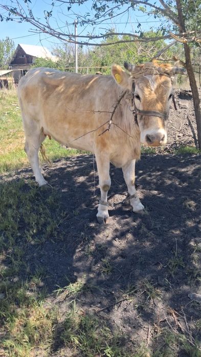 Продам корова срочно