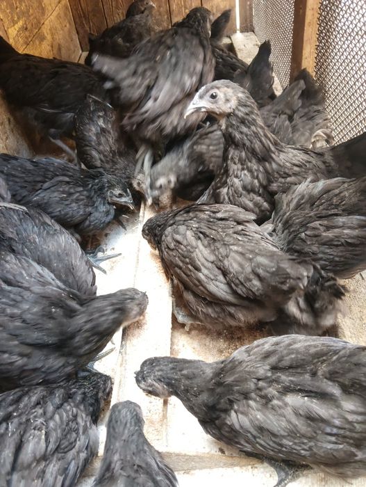 Цыплята ухейилюй продам.
