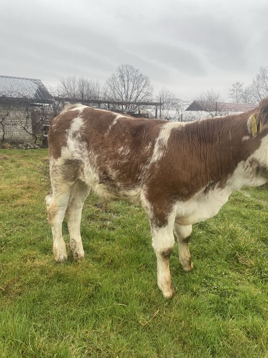 Vand un vitel belgian in varsta de 9 saptamani si o vitea baltata