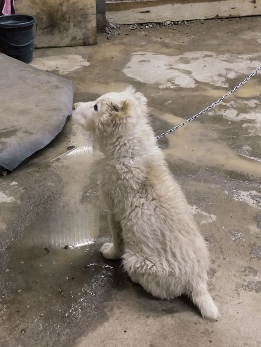 Алабаи кұшік ұрғашы 4 аи СРОЧНО