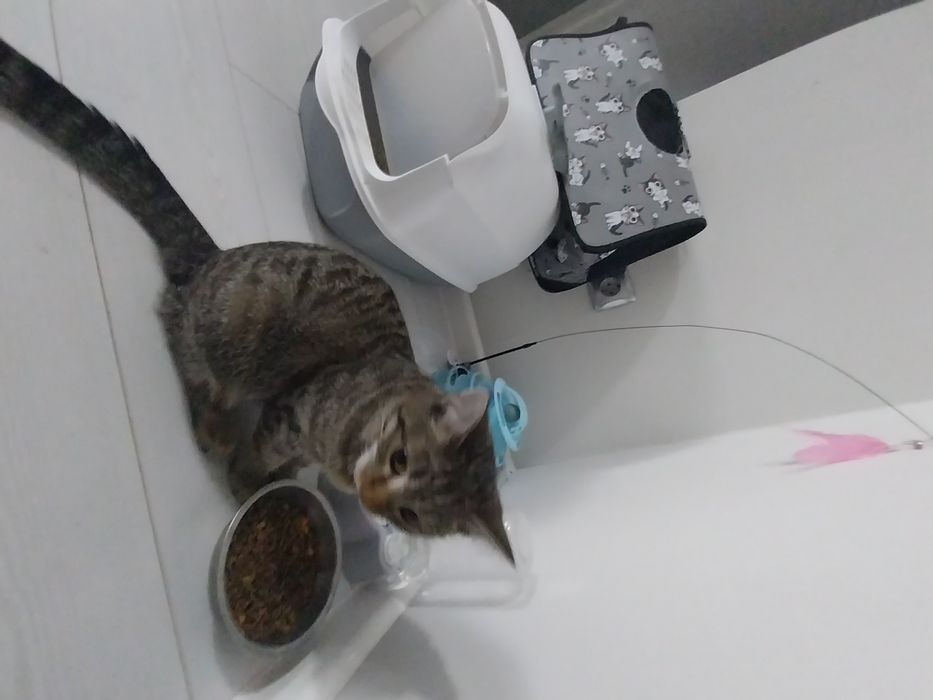 Кошку отдам хорошие руки