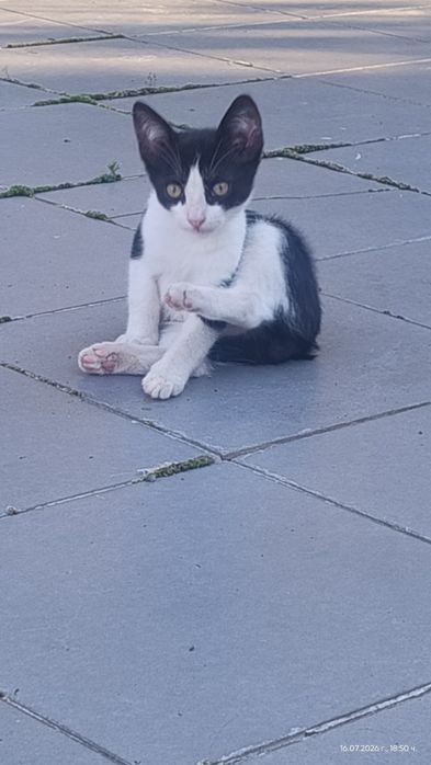 Котенце без опашка