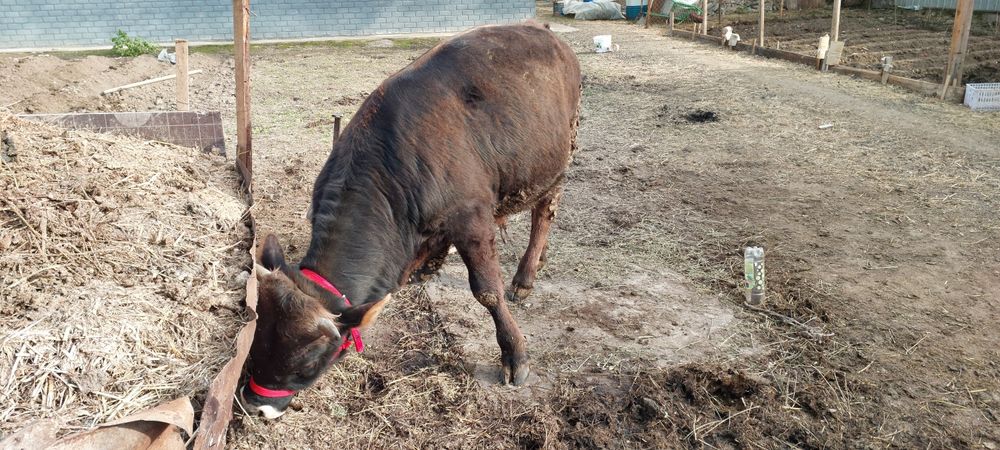 Алатауский бычок 11 месяц