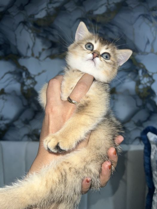 Zolotoya shinshilla Ny24