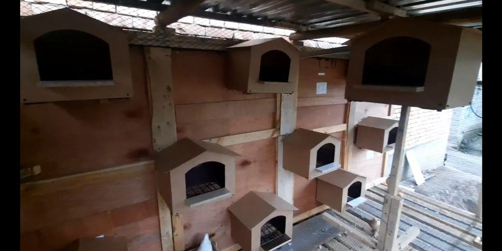 Zamonaviy kaptar va yapon toquvlar uchun gnizdolar