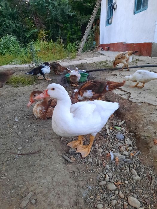Продам шипунов утят