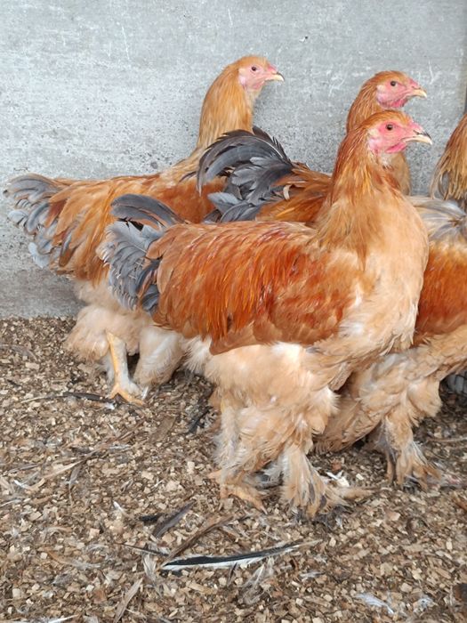 Палево голубая брама