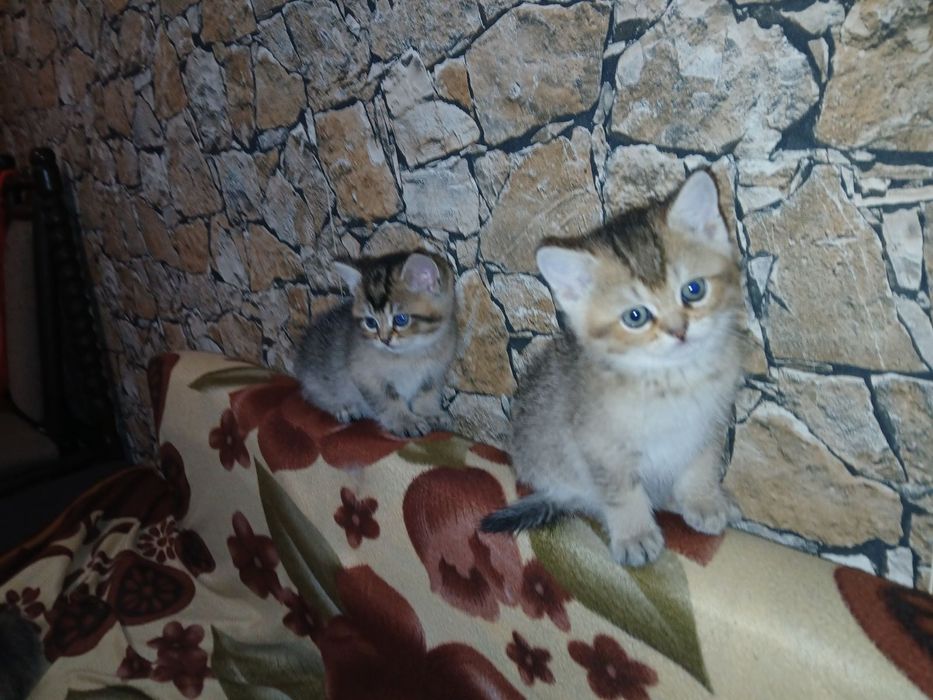 Сребърна чинчила